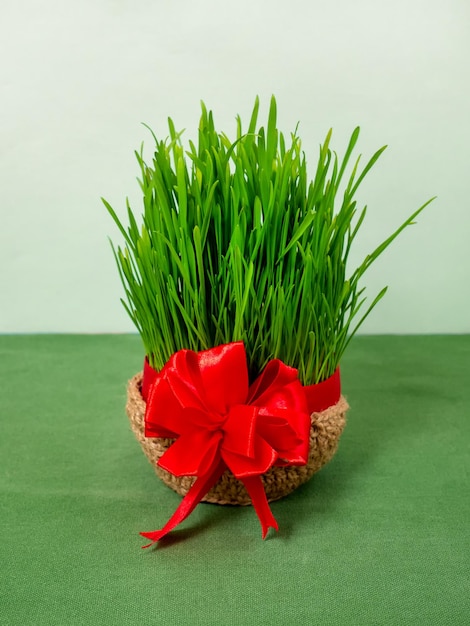 Green wheat sprouts for Nowruz holiday Traditional celebration of vernal equinox Persian Iranian Azerbaijan New Year