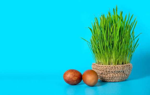 Green wheat sprouts for Nowruz holiday Traditional celebration of vernal equinox Persian Iranian Azerbaijan New Year