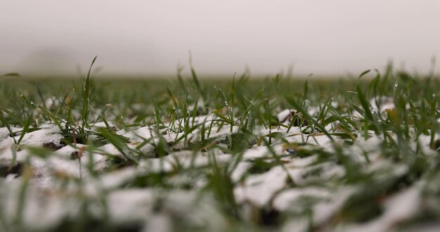 緑の小麦の芽が冬の雪の下に