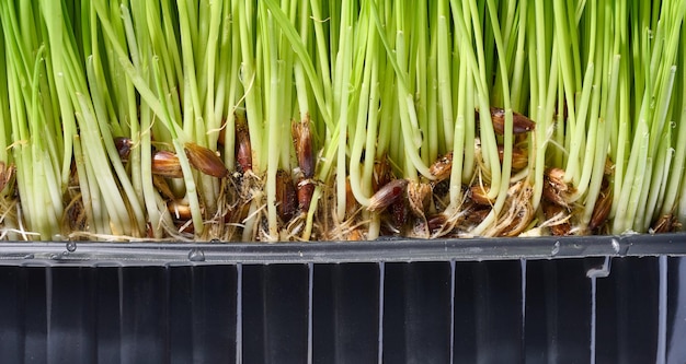 Germogli di grano verde con gocce d'acqua macro