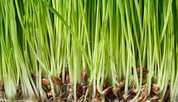 Germogli di grano verde con gocce d'acqua macro