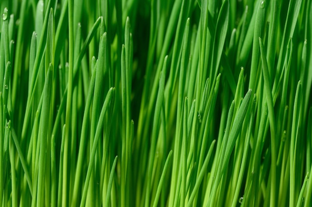 Green wheat sprouts with water drops