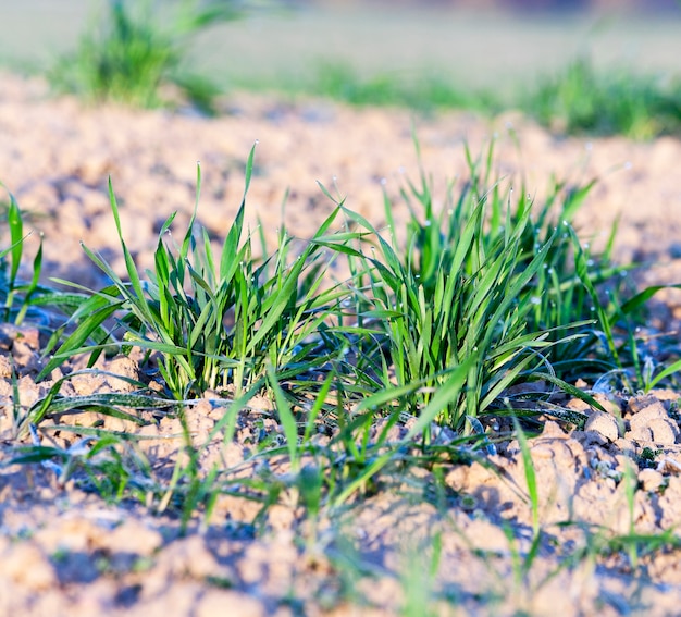 Green wheat