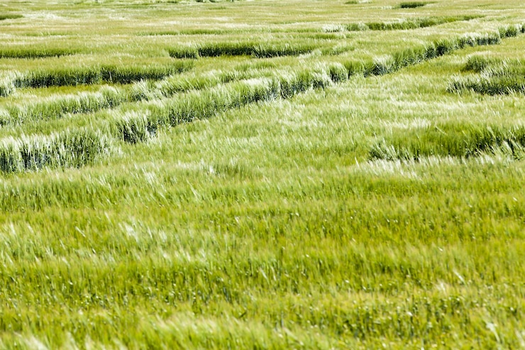 Photo 그린 밀