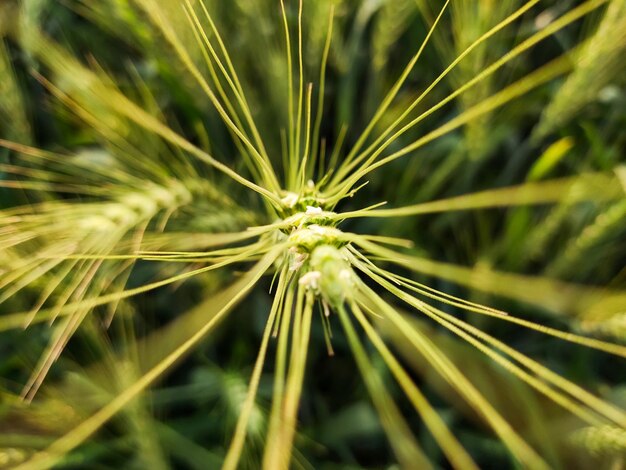 Green wheat