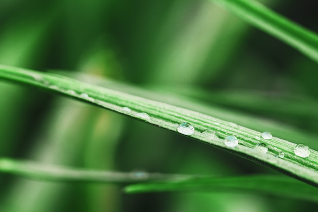 Gocce di rugiada verdi del primo piano dell'erba del wheatgrass, fuoco molle