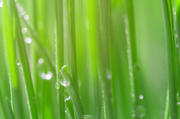 Wheatgrass verde con gocce d'acqua su sfondo astratto bokeh.