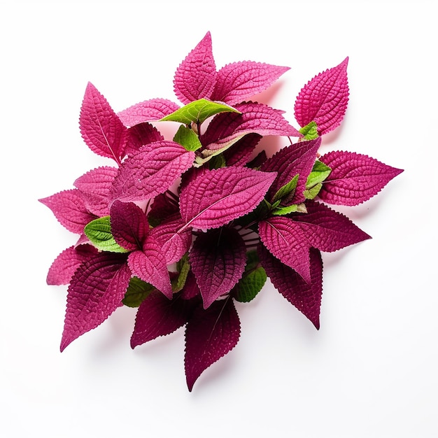 Green and White Amaranth Leaves