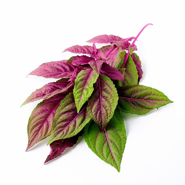 Green and White Amaranth Leaves