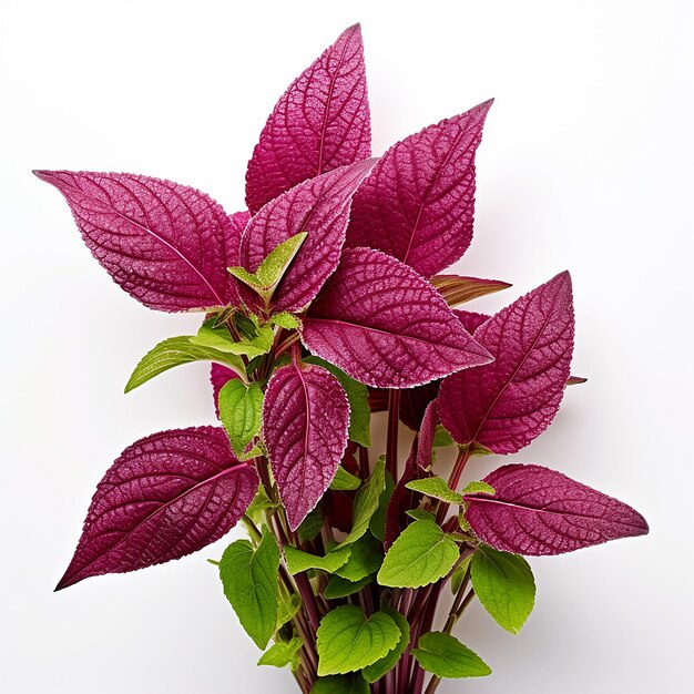 Green and White Amaranth Leaves