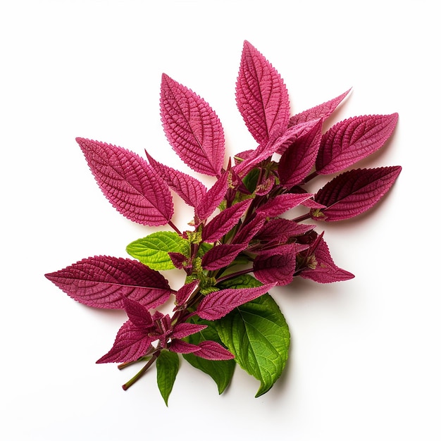 Green and White Amaranth Leaves