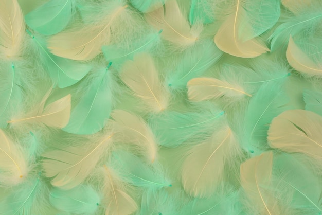 Verde bianco beige piume uccelli modello di piume di uccelli leggere su sfondo verde pastello