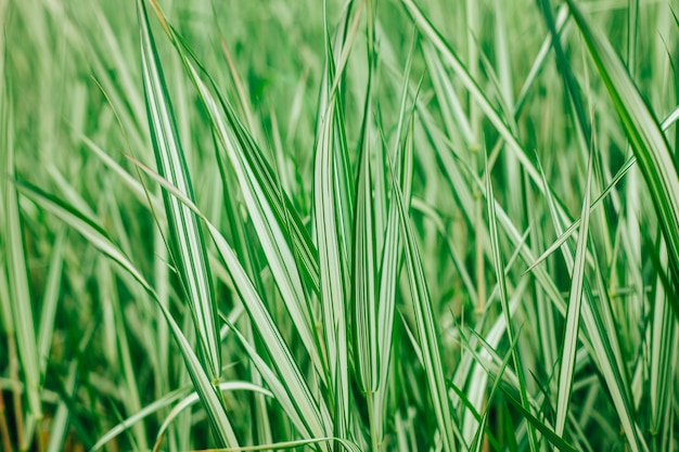 Green and white exotic grass texture natural