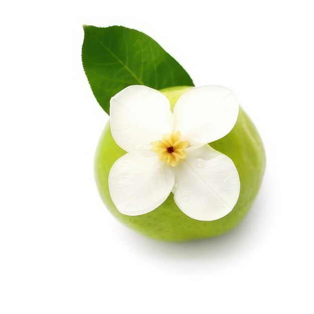 A green and white flower with a white flower on it