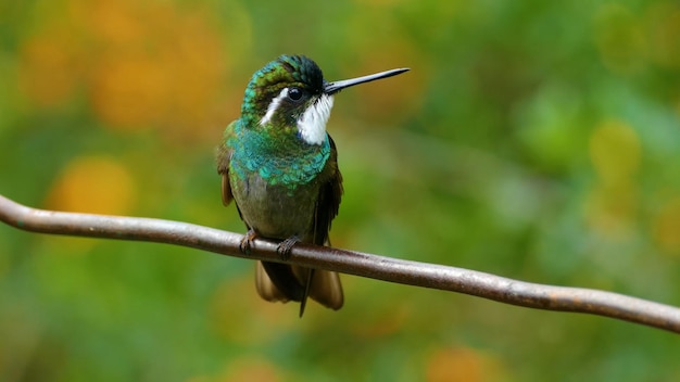 A green and white hummingbird sits on a branch