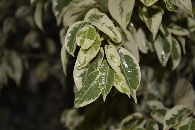 Photo green and white leaves