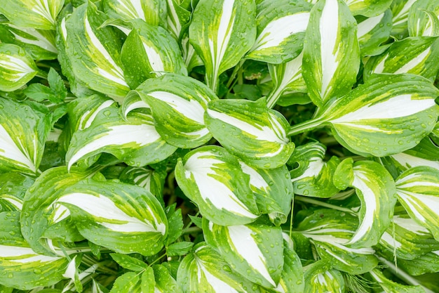 Verde e bianco lussureggiante foglia texture di sfondo. modello di foglie naturali della pianta della hosta con le gocce di rugiada foglie dopo pioggia. sfondo misterioso, foglie di hosta