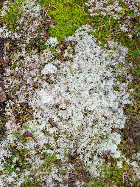 緑と白の苔のパターンと背景クローズアップショット