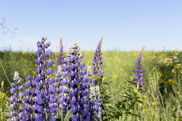 Green wild field with purple lupine flowers