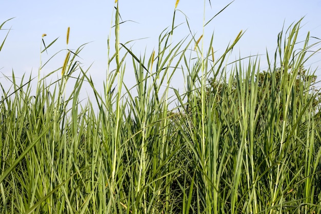 Green wild grasses close up shot under the sunny sky