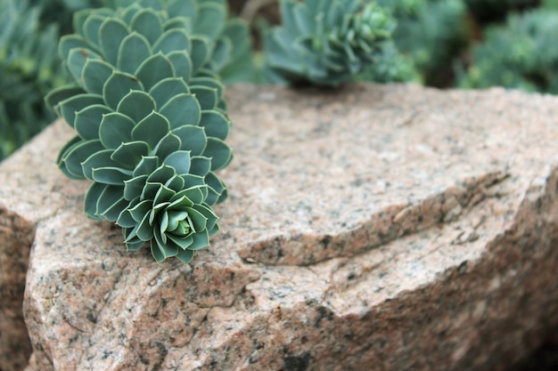 Green wild succulent plant growing on stone marble background