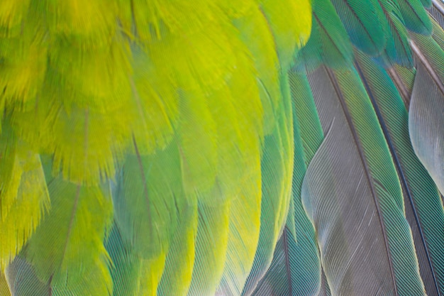 Green wing parrot feather