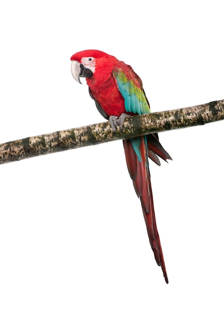 Green-winged Macaw - Ara chloropterus, isolated on white