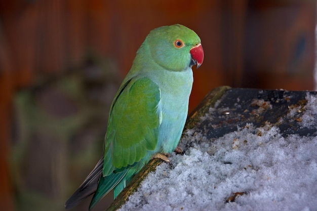 ベニコンゴウインコ