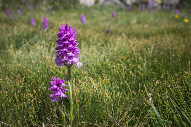 Orchidea dalle ali verdi all'inizio di maggio su un prato coperto di rugiada