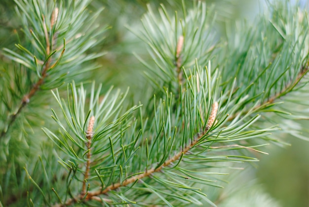 Green winter background  spruce needles closeup