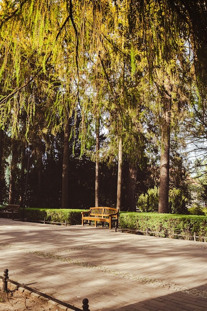 Green wooden bench in the park on sunny day in autumn spring\
summer season public olivia park