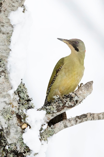 Green woodpecker female in a snowy oak forest at the first light of a cold January day