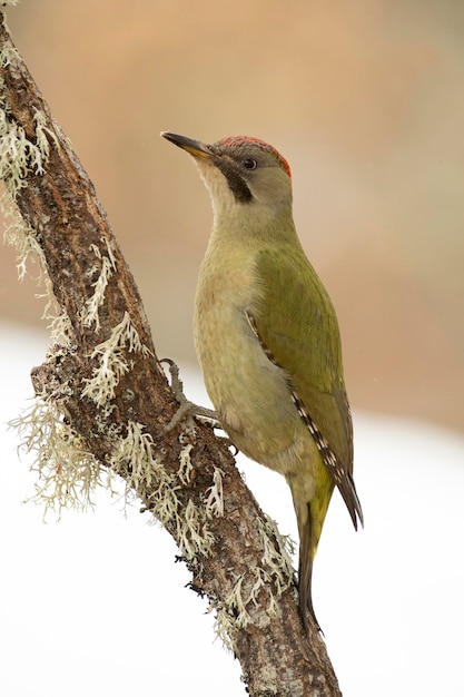 Green woodpecker female in a snowy oak forest at the first light of a cold January day