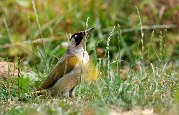 Green woodpecker foraging for ants and insects