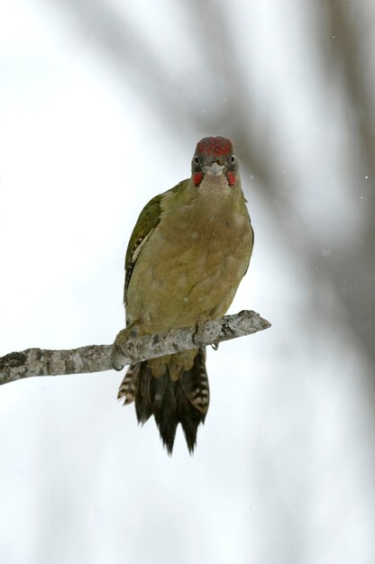 Green woodpecker male on a cold snowing January day in an oak forest