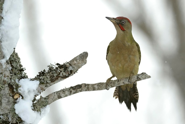 Green woodpecker male on a cold snowing January day in an oak forest