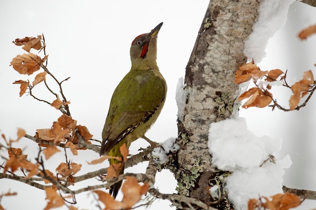 Picchio verde maschio in una fredda giornata di gennaio nevicata in una foresta di querce