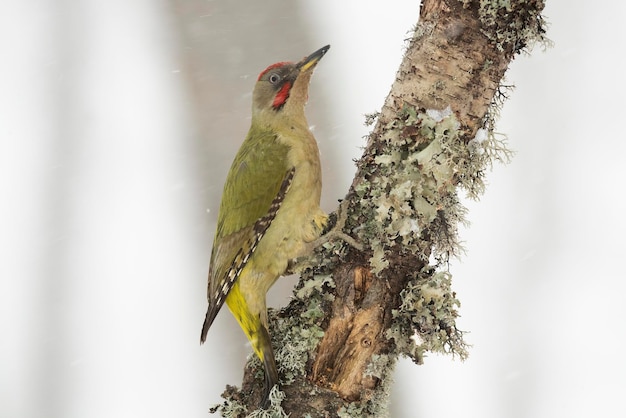 Green woodpecker male on a cold snowing January day in an oak forest