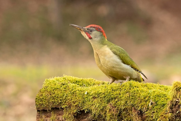 Green woodpecker male in a EuroSiberian beech and oak forest with the last light of the afternoon