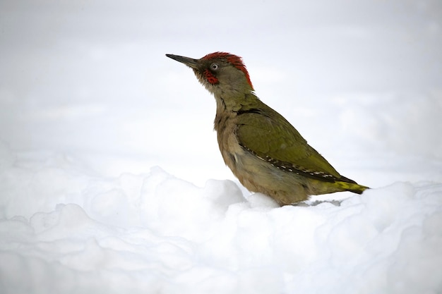 写真 オークの森で寒い雪が降る 1 月の日に緑のキツツキの男性