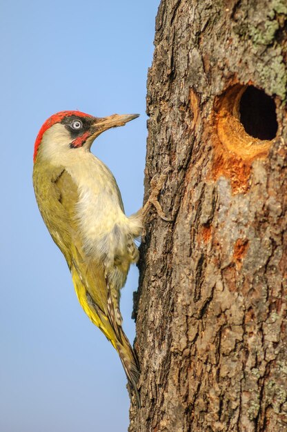 Foto picco verde picus viridis maschio in piumaggio riproduttivo su un tronco di albero vicino al nido