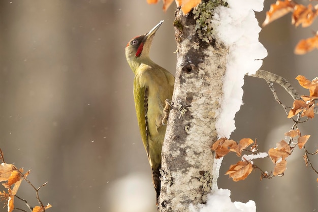 A green woodpecker on a tree in the snow