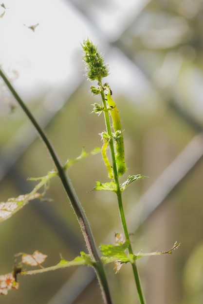 家庭で観賞用の芳香植物ミントスペアミントポットの葉を食べる緑のワームまたは毛虫垂直