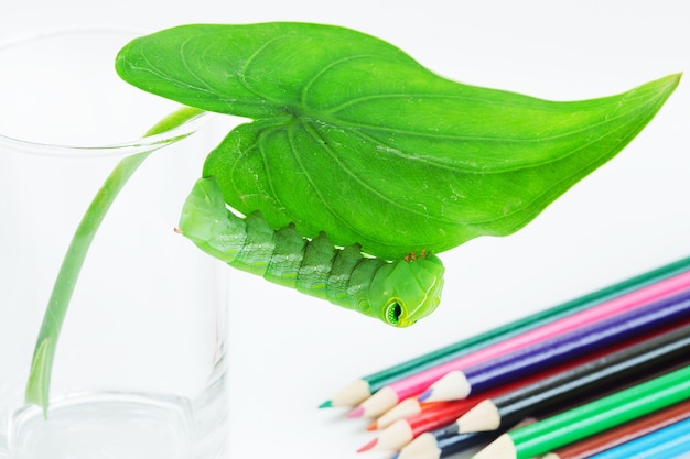 Зеленый червь на карандашах