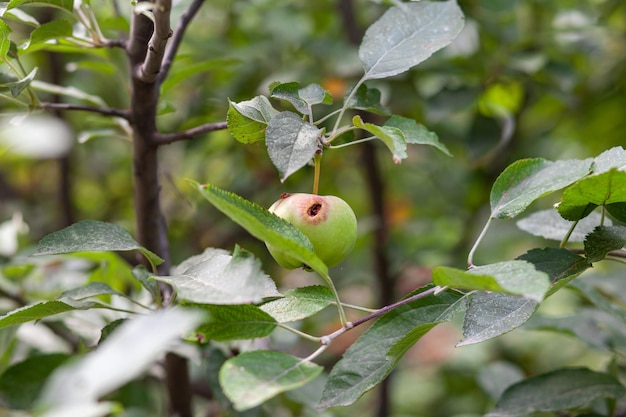 A green worm-eaten apple weighs on a tree branch in the garden. An apple affected by the disease