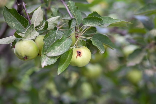 벌레 먹은 녹색 사과가 정원에 있는 나뭇가지에 무게를 싣고 있습니다. 질병에 걸린 사과