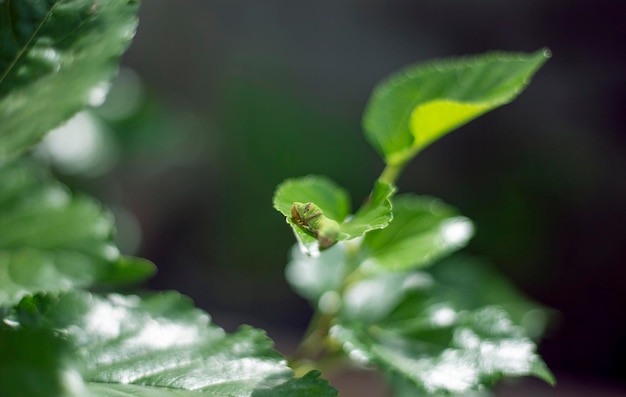 Green worm is eating tree leaf