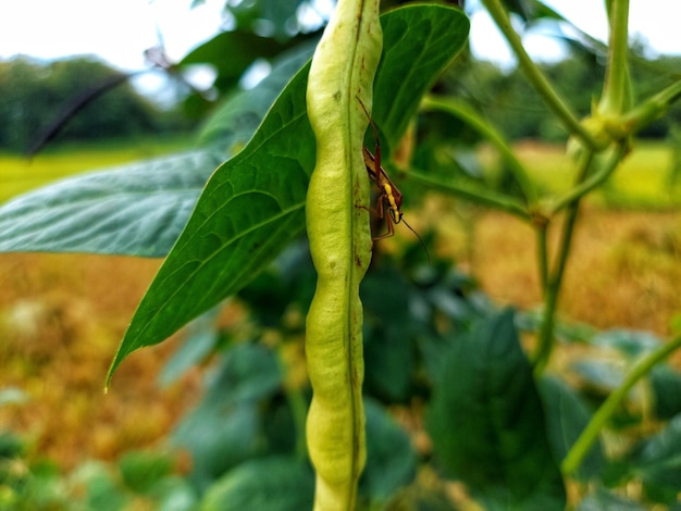 緑色のワームが、葉が付いた植物からぶら下がっています。