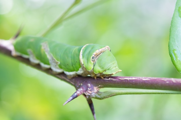 зеленый червь на палочке
