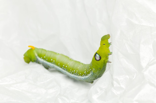 Green worm white space